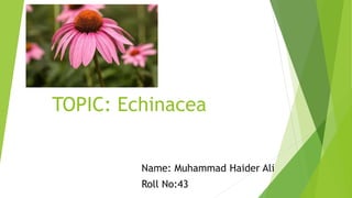 TOPIC: Echinacea
Name: Muhammad Haider Ali
Roll No:43
 