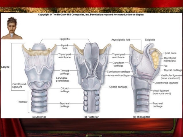 Topic-Hoarseness Part1