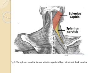 Surgery & anatomy of vertebral column and spinal nerves | PPTX