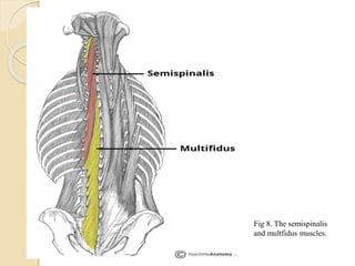 Multifidus Innervation Surgery & anatomy of vertebral column and spinal nerves | PPTX