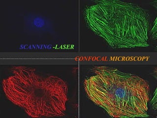 Microscopic examination using Atomic force microscopy and Confocal ...