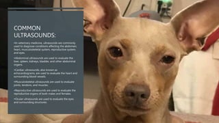 COMMON
ULTRASOUNDS:
In veterinary medicine, ultrasounds are commonly
used to diagnose conditions affecting the abdomen,
heart, musculoskeletal system, reproductive system,
and eyes.
Abdominal ultrasounds are used to evaluate the
liver, spleen, kidneys, bladder, and other abdominal
organs.
Cardiac ultrasounds, also known as
echocardiograms, are used to evaluate the heart and
surrounding blood vessels.
Musculoskeletal ultrasounds are used to evaluate
joints, tendons, and muscles.
Reproductive ultrasounds are used to evaluate the
reproductive organs of both males and females.
Ocular ultrasounds are used to evaluate the eyes
and surrounding structures.
 