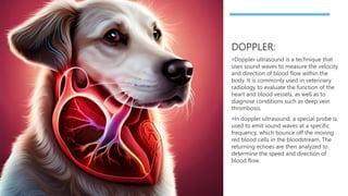 DOPPLER:
Doppler ultrasound is a technique that
uses sound waves to measure the velocity
and direction of blood flow within the
body. It is commonly used in veterinary
radiology to evaluate the function of the
heart and blood vessels, as well as to
diagnose conditions such as deep vein
thrombosis.
In doppler ultrasound, a special probe is
used to emit sound waves at a specific
frequency, which bounce off the moving
red blood cells in the bloodstream. The
returning echoes are then analyzed to
determine the speed and direction of
blood flow.
 