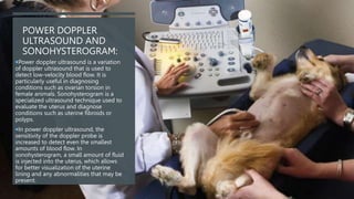 POWER DOPPLER
ULTRASOUND AND
SONOHYSTEROGRAM:
Power doppler ultrasound is a variation
of doppler ultrasound that is used to
detect low-velocity blood flow. It is
particularly useful in diagnosing
conditions such as ovarian torsion in
female animals. Sonohysterogram is a
specialized ultrasound technique used to
evaluate the uterus and diagnose
conditions such as uterine fibroids or
polyps.
In power doppler ultrasound, the
sensitivity of the doppler probe is
increased to detect even the smallest
amounts of blood flow. In
sonohysterogram, a small amount of fluid
is injected into the uterus, which allows
for better visualization of the uterine
lining and any abnormalities that may be
present.
 