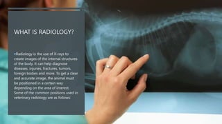 WHAT IS RADIOLOGY?
Radiology is the use of X-rays to
create images of the internal structures
of the body. It can help diagnose
diseases, injuries, fractures, tumors,
foreign bodies and more. To get a clear
and accurate image, the animal must
be positioned in a certain way
depending on the area of interest.
Some of the common positions used in
veterinary radiology are as follows:
 