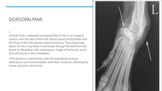 DORSOPALMAR:

Animal’s limb is extended and placed flat on the X-ray imaging
surface, with the back of the limb (dorsal aspect) facing down and
the front of the limb (palmar aspect) facing up. This positioning
allows for the X-ray beam to penetrate through the limb from the
dorsal to the palmar side, capturing an image of the bones, joints,
and soft tissues in that orientation.
This position is particularly useful for evaluating fractures,
dislocations, joint abnormalities, and other conditions affecting the
bones and joints of the limb.
 
