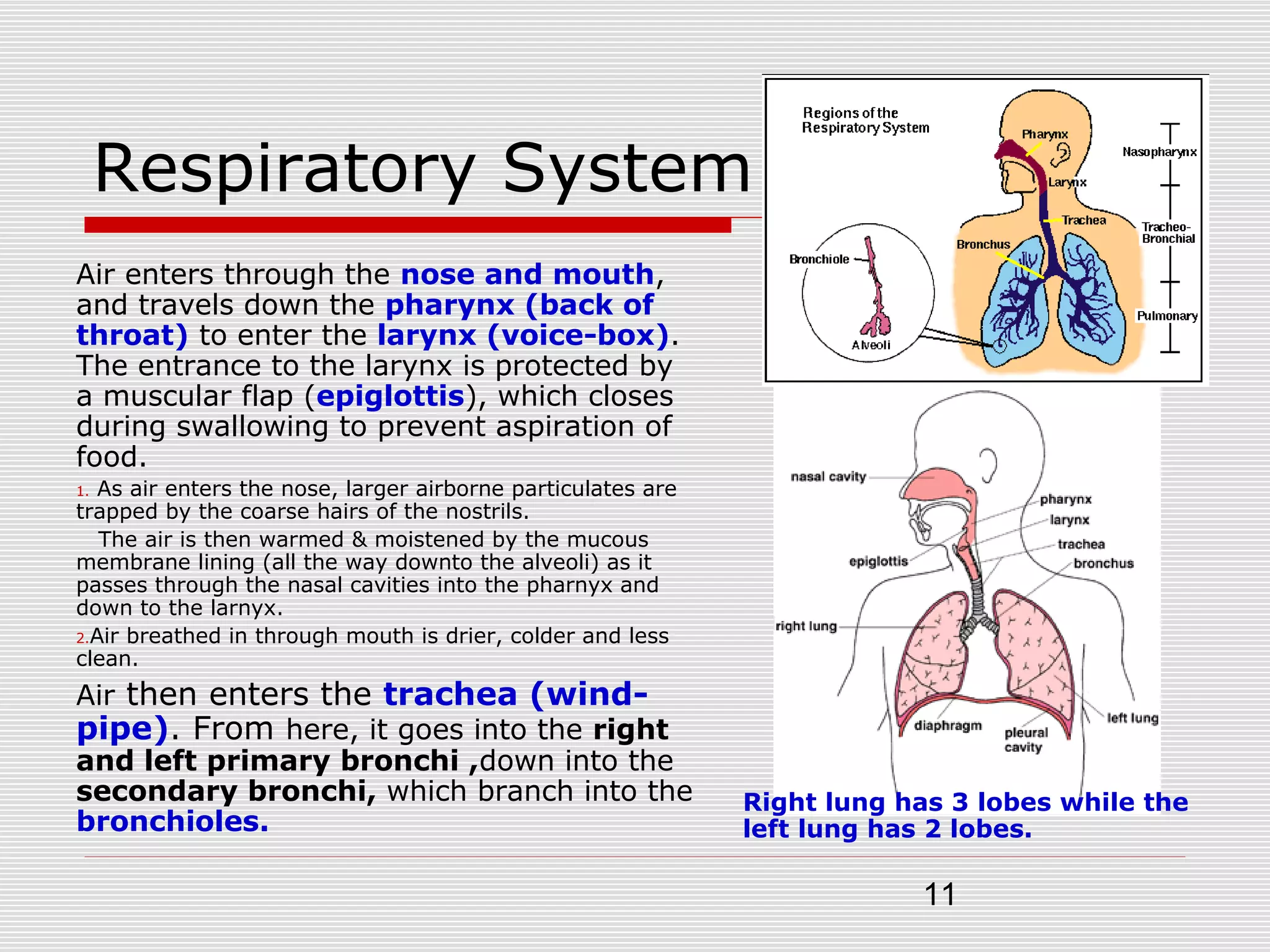 11
Respiratory System
Air enters through the nose and mouth,
and travels down the pharynx (back of
throat) to enter the larynx (voice-box).
The entrance to the larynx is protected by
a muscular flap (epiglottis), which closes
during swallowing to prevent aspiration of
food.
1. As air enters the nose, larger airborne particulates are
trapped by the coarse hairs of the nostrils.
The air is then warmed & moistened by the mucous
membrane lining (all the way downto the alveoli) as it
passes through the nasal cavities into the pharnyx and
down to the larnyx.
2.Air breathed in through mouth is drier, colder and less
clean.
Air then enters the trachea (wind-
pipe). From here, it goes into the right
and left primary bronchi ,down into the
secondary bronchi, which branch into the
bronchioles.
Right lung has 3 lobes while the
left lung has 2 lobes.
 