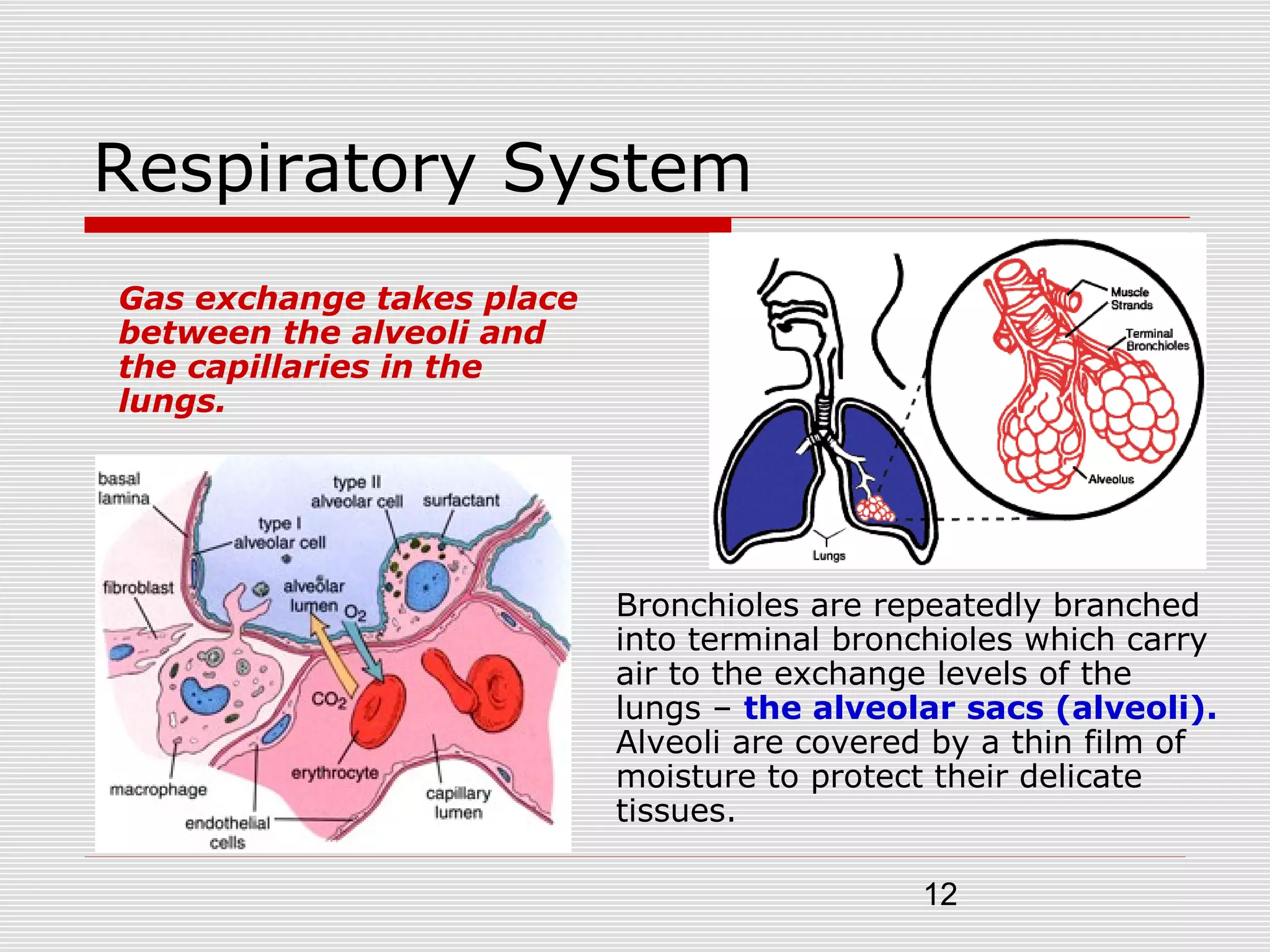 12
Respiratory System
Gas exchange takes place
between the alveoli and
the capillaries in the
lungs.
Bronchioles are repeatedly branched
into terminal bronchioles which carry
air to the exchange levels of the
lungs – the alveolar sacs (alveoli).
Alveoli are covered by a thin film of
moisture to protect their delicate
tissues.
 