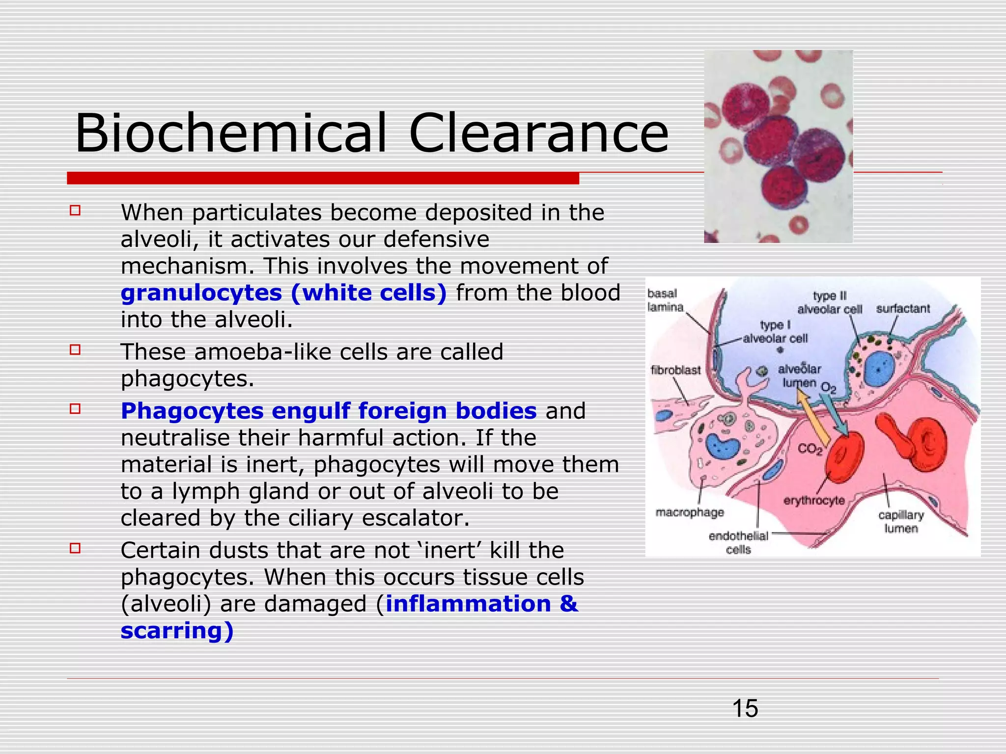 15
Biochemical Clearance
 When particulates become deposited in the
alveoli, it activates our defensive
mechanism. This involves the movement of
granulocytes (white cells) from the blood
into the alveoli.
 These amoeba-like cells are called
phagocytes.
 Phagocytes engulf foreign bodies and
neutralise their harmful action. If the
material is inert, phagocytes will move them
to a lymph gland or out of alveoli to be
cleared by the ciliary escalator.
 Certain dusts that are not ‘inert’ kill the
phagocytes. When this occurs tissue cells
(alveoli) are damaged (inflammation &
scarring)
 