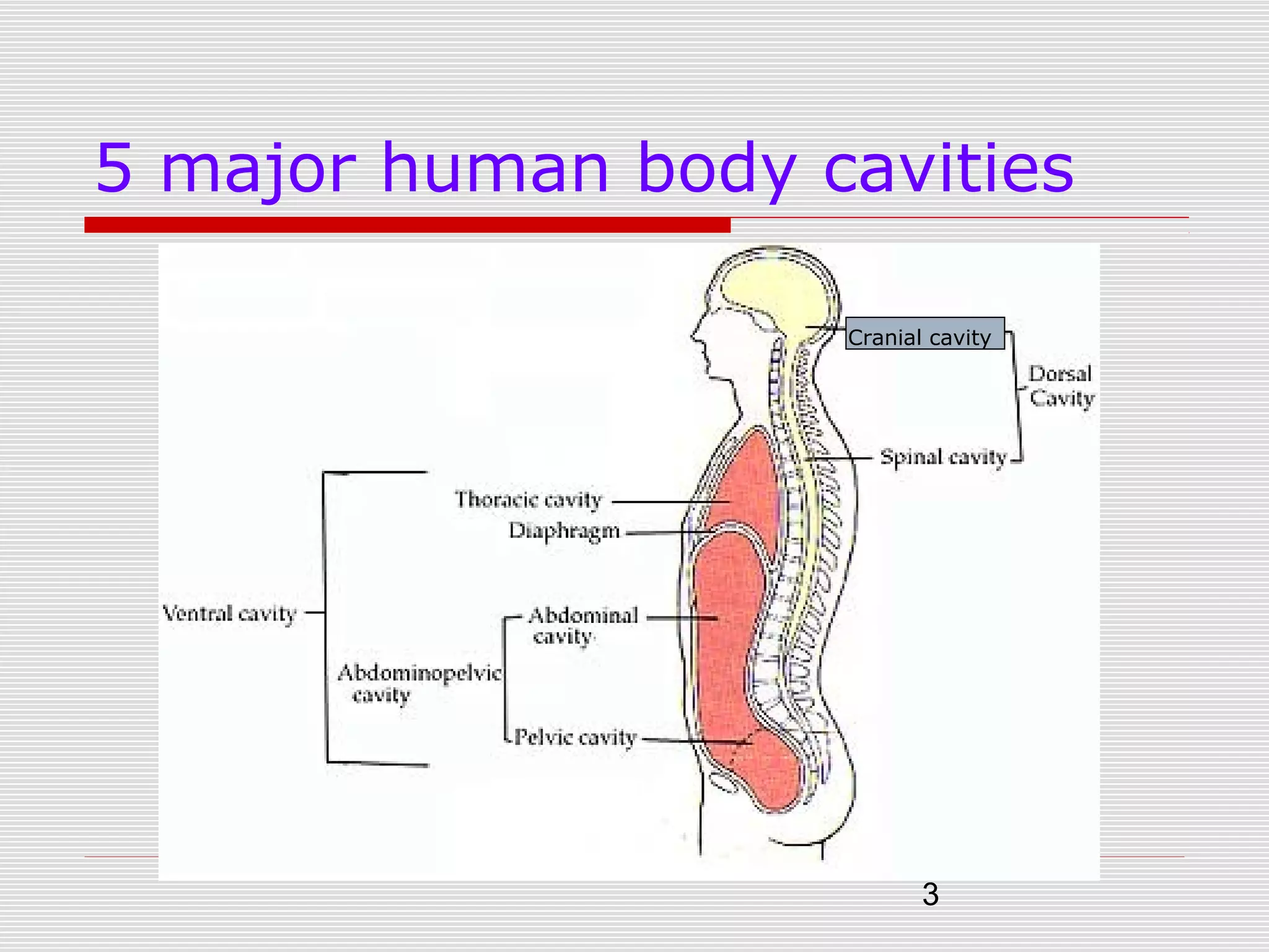 3
5 major human body cavities
Cranial cavity
 