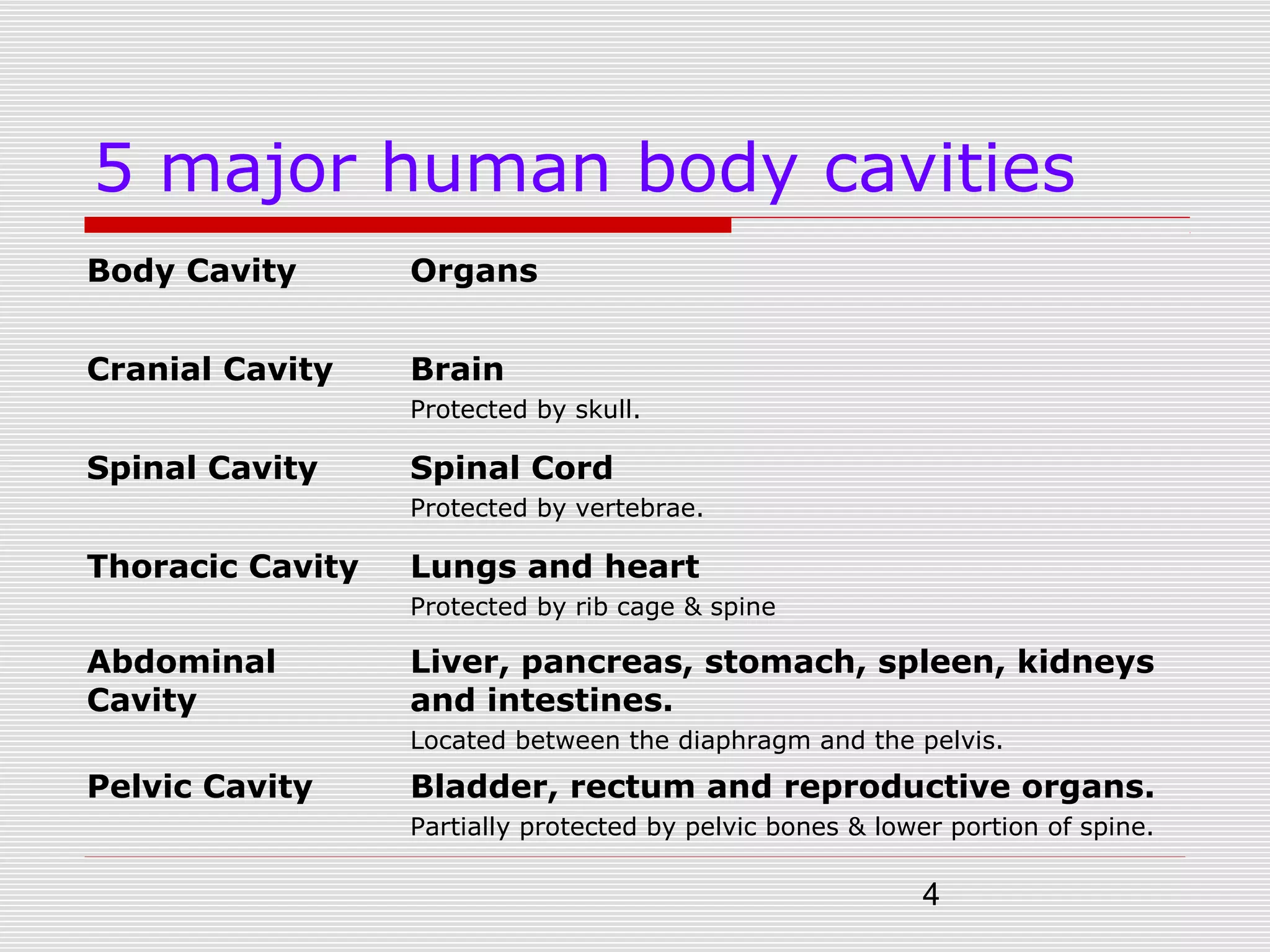 4
5 major human body cavities
Body Cavity Organs
Cranial Cavity Brain
Protected by skull.
Spinal Cavity Spinal Cord
Protected by vertebrae.
Thoracic Cavity Lungs and heart
Protected by rib cage & spine
Abdominal
Cavity
Liver, pancreas, stomach, spleen, kidneys
and intestines.
Located between the diaphragm and the pelvis.
Pelvic Cavity Bladder, rectum and reproductive organs.
Partially protected by pelvic bones & lower portion of spine.
 