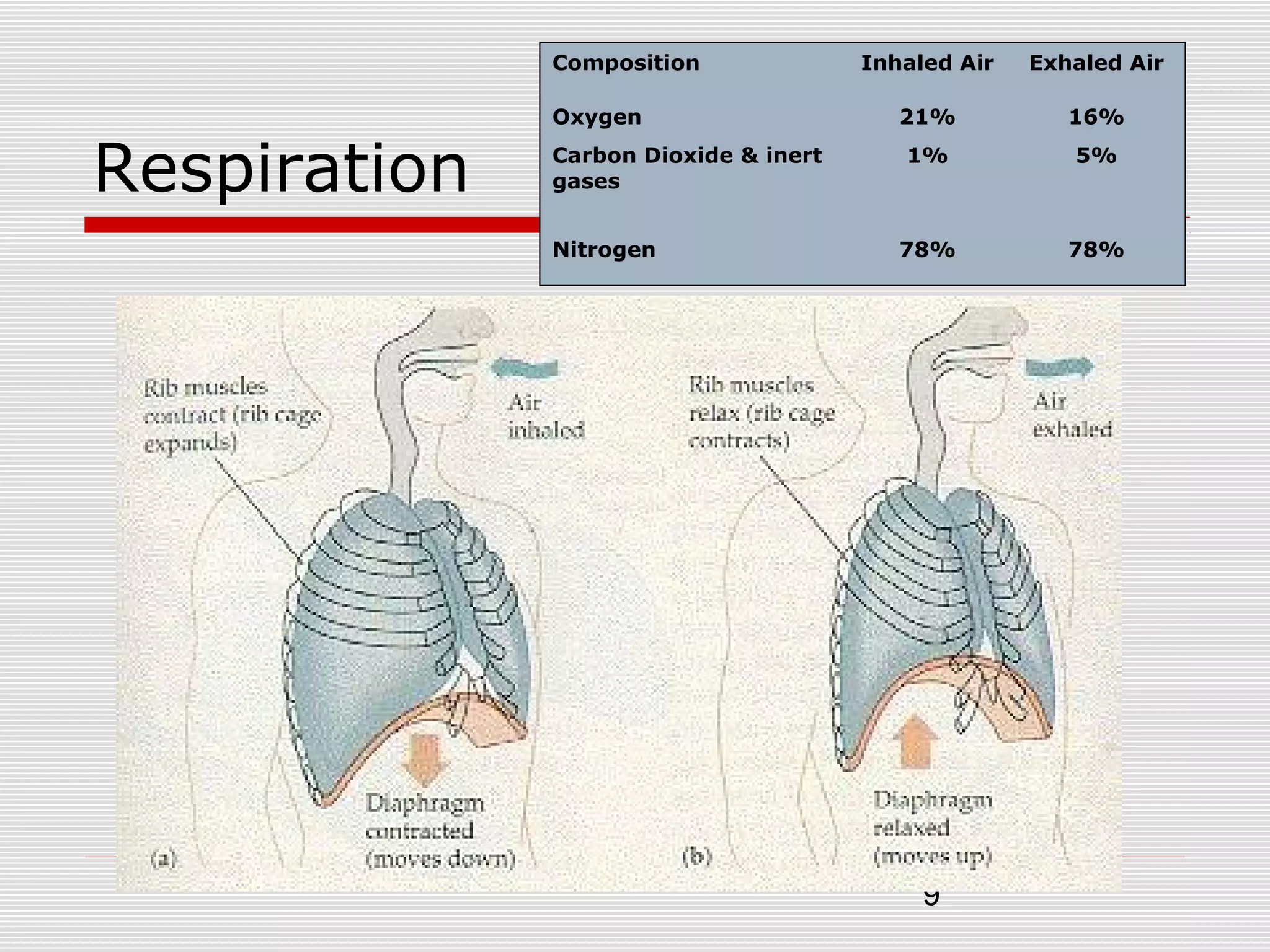 9
Respiration
Composition Inhaled Air Exhaled Air
Oxygen 21% 16%
Carbon Dioxide & inert
gases
1% 5%
Nitrogen 78% 78%
 