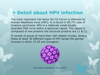  Detail about HPV infection
The most important risk factor for CA Cervix is infection by
Human Papilloma Virus (HPV). It is found in 99.7% case of
invasive carcinoma. HPV is a relatively small double
stranded DNA virus within a spherical capsid. The capsid is
composed of two proteins the stuctural proteins are L1 & L2.
It consist of group of more than 100 related viruses. Among
these at least 30 different types of HPV target the genital
mucosa in which 15-20 are oncogenic.
Fig. Human Papilloma Virus (HPV)
 