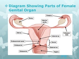  Diagram Showing Parts of Female
Genital Organ
 