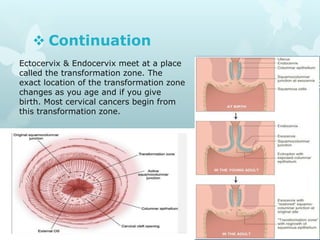  Continuation
Ectocervix & Endocervix meet at a place
called the transformation zone. The
exact location of the transformation zone
changes as you age and if you give
birth. Most cervical cancers begin from
this transformation zone.
 