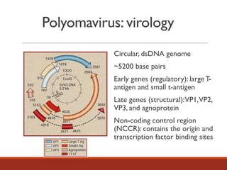 Polyomavirus: virology
Circular, dsDNA genome
~5200 base pairs
Early genes (regulatory): large T-
antigen and small t-antigen
Late genes (structural):VP1,VP2,
VP3, and agnoprotein
Non-coding control region
(NCCR): contains the origin and
transcription factor binding sites
 