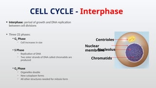 Comprehensive Overview of Cell Cycle and Cell Division Processes | PPTX