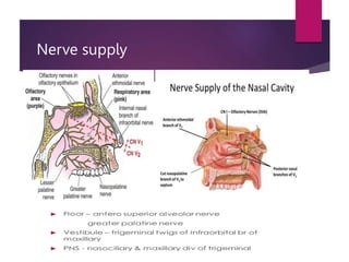 Nerve supply
 