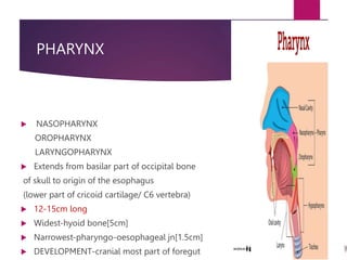 PHARYNX
 NASOPHARYNX
OROPHARYNX
LARYNGOPHARYNX
 Extends from basilar part of occipital bone
of skull to origin of the esophagus
(lower part of cricoid cartilage/ C6 vertebra)
 12-15cm long
 Widest-hyoid bone[5cm]
 Narrowest-pharyngo-oesophageal jn[1.5cm]
 DEVELOPMENT-cranial most part of foregut
 