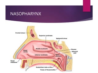 NASOPHARYNX
 
