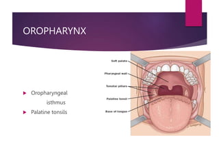 OROPHARYNX
 Oropharyngeal
isthmus
 Palatine tonsils
 