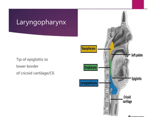 Laryngopharynx
Tip of epiglottis to
lower border
of cricoid cartilage/C6
 