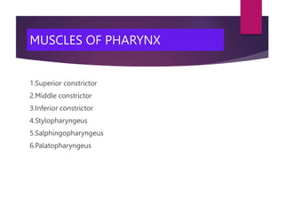 MUSCLES OF PHARYNX
1.Superior constrictor
2.Middle constrictor
3.Inferior constrictor
4.Stylopharyngeus
5.Salphingopharyngeus
6.Palatopharyngeus
 