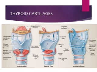 THYROID CARTILAGES
 