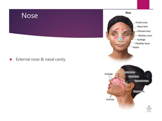 Nose
 External nose & nasal cavity
 