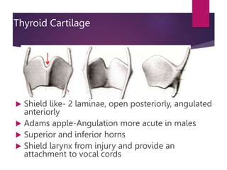 Thyroid Cartilage
 Shield like- 2 laminae, open posteriorly, angulated
anteriorly
 Adams apple-Angulation more acute in males
 Superior and inferior horns
 Shield larynx from injury and provide an
attachment to vocal cords
 