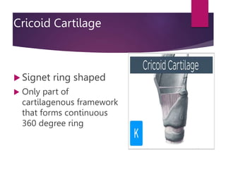 Cricoid Cartilage
 Signet ring shaped
 Only part of
cartilagenous framework
that forms continuous
360 degree ring
 