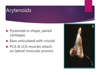 Arytenoids
 Pyramidal in shape, paired
cartilages
 Base articulated with cricoid
 PCA & LCA muscles attach
on lateral muscular process
 