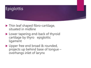 Epiglottis
 Thin leaf shaped fibro-cartilage,
situated in midline
 Lower tapering end-back of thyroid
cartilage by thyro epiglottic
ligament
 Upper free end broad & rounded,
projects up behind base of tongue –
overhangs inlet of larynx
 