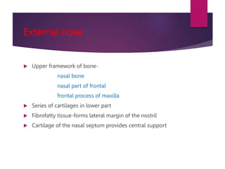 External nose
 Upper framework of bone-
nasal bone
nasal part of frontal
frontal process of maxilla
 Series of cartilages in lower part
 Fibrofatty tissue-forms lateral margin of the nostril
 Cartilage of the nasal septum provides central support
 