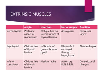EXTRINSIC MUSCLES
origin insertion Nerve supply function
sternothyroid Posterior
aspect of
manubrium
Oblique line on
lateral surface of
thyroid lamina
Ansa glossi Depresses
larynx
thyrohyoid Oblique line
of thyroid
lamina
Inf border of
greater horn of
hyoid
Fibres of c1
conveyed
through
hypoglossal
Elevates larynx
Inferior
constrictor
Oblique line
of thyroid
lamina
Median raphe Accessory
RLN &SLN
Constrictor of
pharynx
 