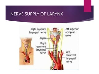 NERVE SUPPLY OF LARYNX
 