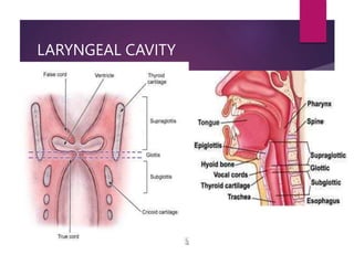 LARYNGEAL CAVITY
 