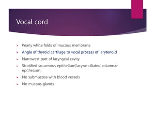 Vocal cord
 Pearly white folds of mucous membrane
 Angle of thyroid cartilage to vocal process of arytenoid
 Narrowest part of laryngeal cavity
 Stratified squamous epithelium[larynx-ciliated columnar
epithelium]
 No submucosa with blood vessels
 No mucous glands
 