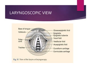 LARYNGOSCOPIC VIEW
 