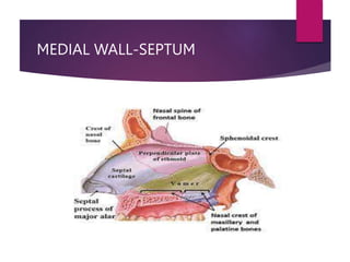MEDIAL WALL-SEPTUM
 