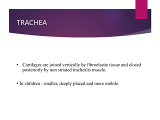 TRACHEA
• Cartilages are joined vertically by fibroelastic tissue and closed
posteriorly by non striated trachealis muscle.
• In children : smaller, deeply placed and more mobile.
 