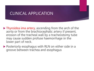 CLINICAL APPLICATION
 Thyroidea ima artery, ascending from the arch of the
aorta or from the brachiocephalic artery if present,
erosion of the tracheal wall by a tracheostomy tube
may cause sudden profuse haemorrhage in the
lower part of neck.
 Posteriorly esophagus with RLN on either side in a
groove between trachea and esophagus
 
