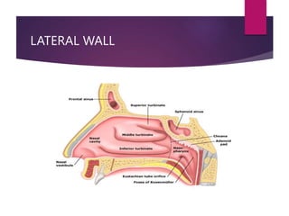 LATERAL WALL
 