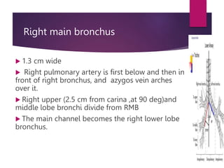 Right main bronchus
 1.3 cm wide
 Right pulmonary artery is first below and then in
front of right bronchus, and azygos vein arches
over it.
 Right upper (2.5 cm from carina ,at 90 deg)and
middle lobe bronchi divide from RMB
 The main channel becomes the right lower lobe
bronchus.
 