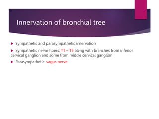 Innervation of bronchial tree
 Sympathetic and parasympathetic innervation
 Sympathetic nerve fibers: T1 – T5 along with branches from inferior
cervical ganglion and some from middle cervical ganglion
 Parasympathetic: vagus nerve
 