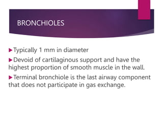 BRONCHIOLES
Typically 1 mm in diameter
Devoid of cartilaginous support and have the
highest proportion of smooth muscle in the wall.
Terminal bronchiole is the last airway component
that does not participate in gas exchange.
 