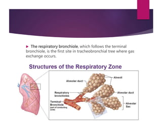  The respiratory bronchiole, which follows the terminal
bronchiole, is the first site in tracheobronchial tree where gas
exchange occurs.
 