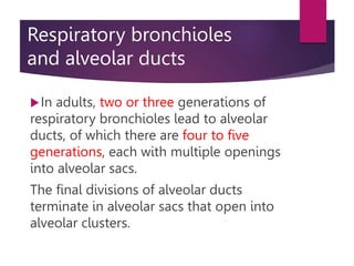 Respiratory bronchioles
and alveolar ducts
In adults, two or three generations of
respiratory bronchioles lead to alveolar
ducts, of which there are four to five
generations, each with multiple openings
into alveolar sacs.
The final divisions of alveolar ducts
terminate in alveolar sacs that open into
alveolar clusters.
 