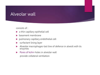 Alveolar wall
consists of :
 a thin capillary epithelial cell
 basement membrane
 pulmonary capillary endothelial cell
 surfactant lining layer
 Alveolar macrophages-last line of defence in alveoli with its
enzymes
 Pores of kohn-holes in alveolar wall
provide collateral ventilation
 