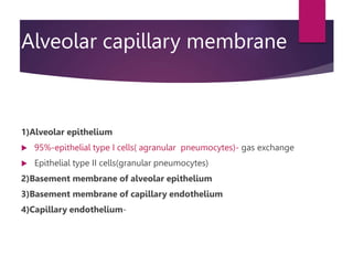 Alveolar capillary membrane
1)Alveolar epithelium
 95%-epithelial type I cells( agranular pneumocytes)- gas exchange
 Epithelial type II cells(granular pneumocytes)
2)Basement membrane of alveolar epithelium
3)Basement membrane of capillary endothelium
4)Capillary endothelium-
 